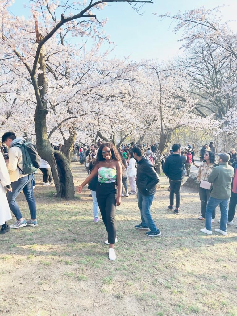 high park cherry blossoms 2024