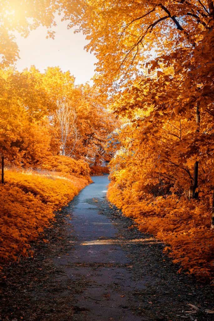 Photo of Path In-between Woods during Autumn