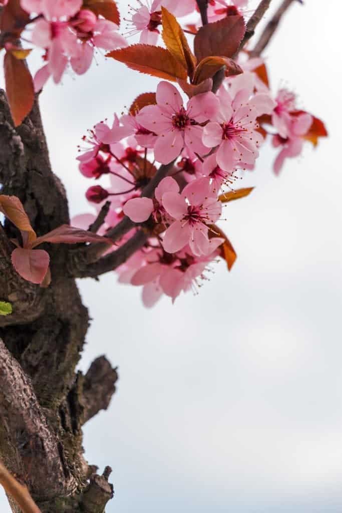 Pink Petal Flower in Closed Photography