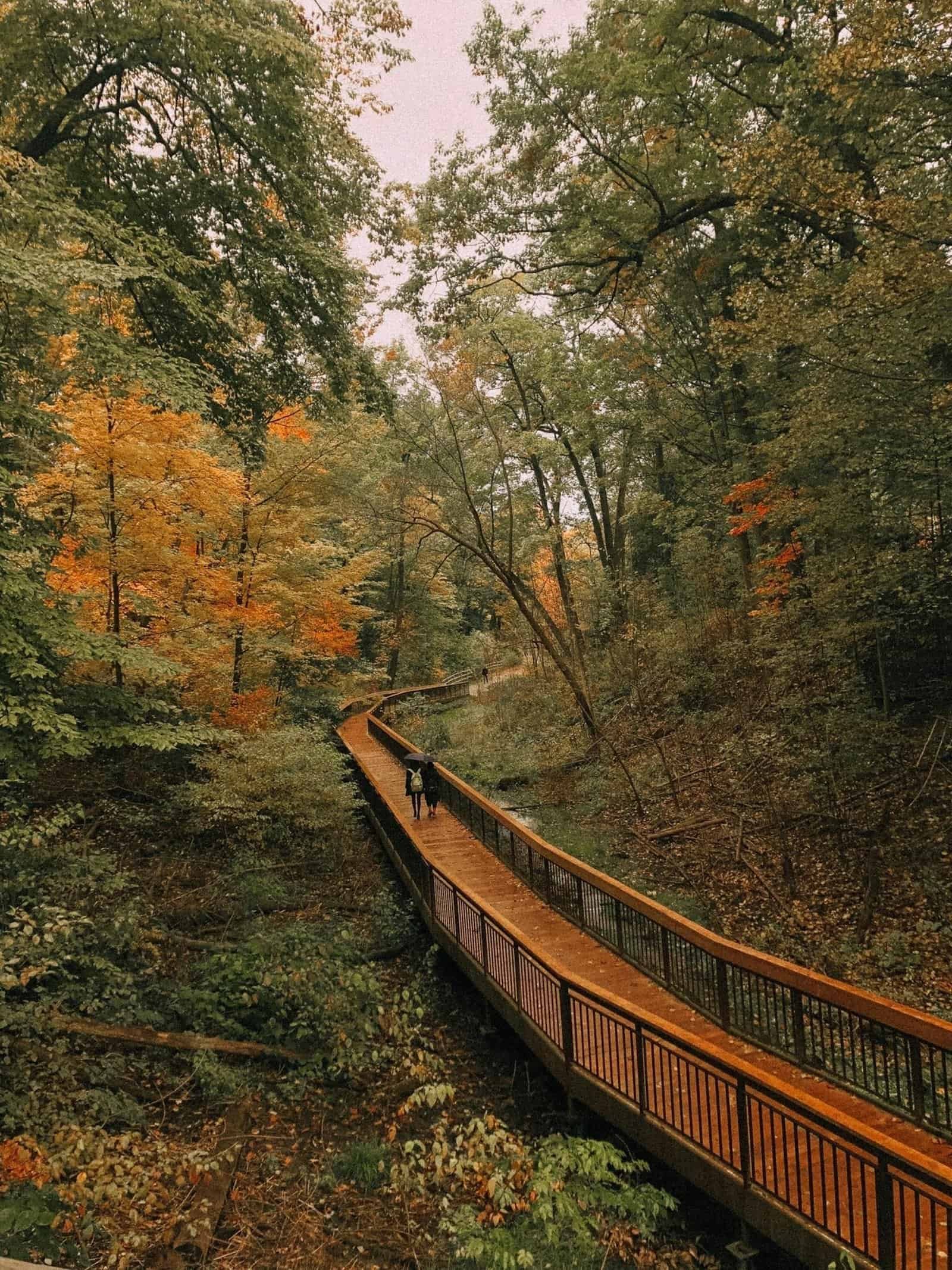 Wooden Boardwalk through Forest in Autumn