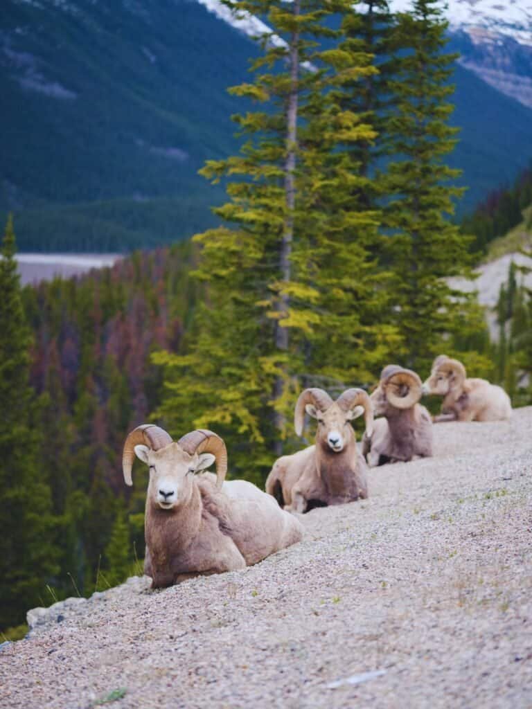 Banff National Park itinerary - Banff Wildlife