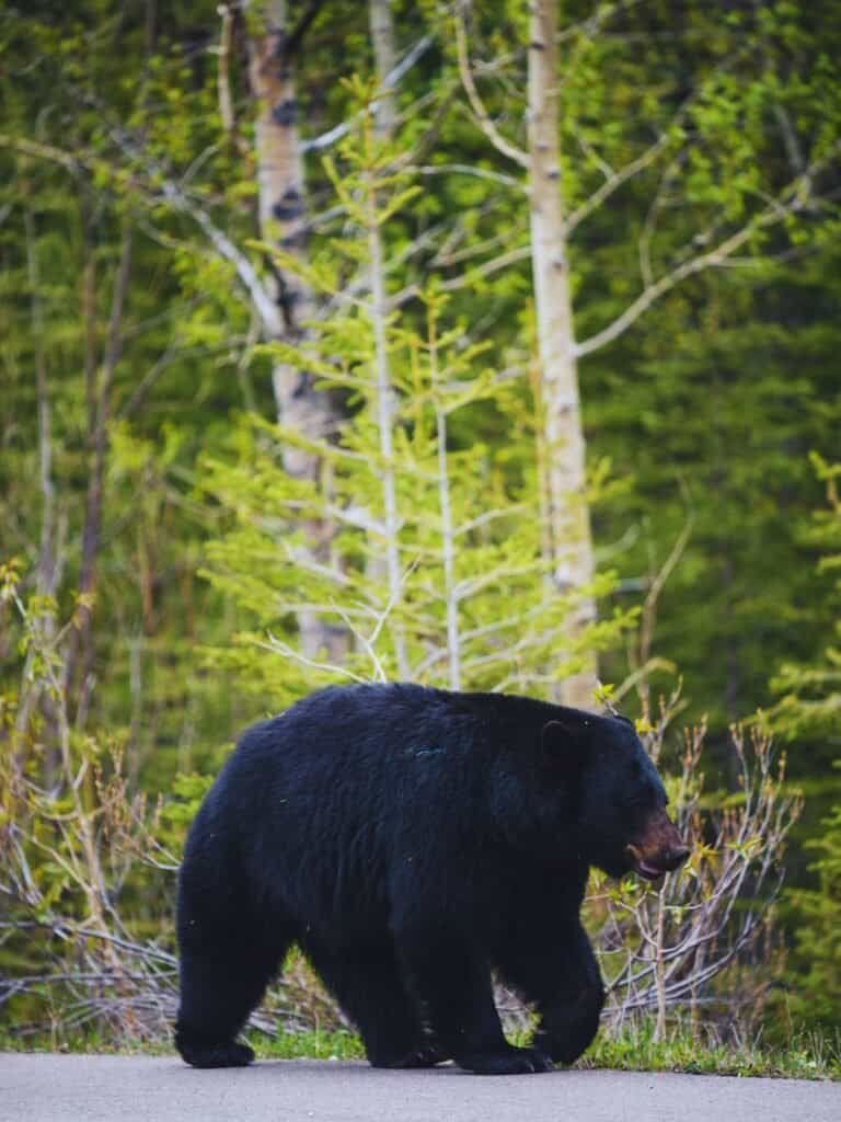 Banff National Park itinerary - Banff Wildlife