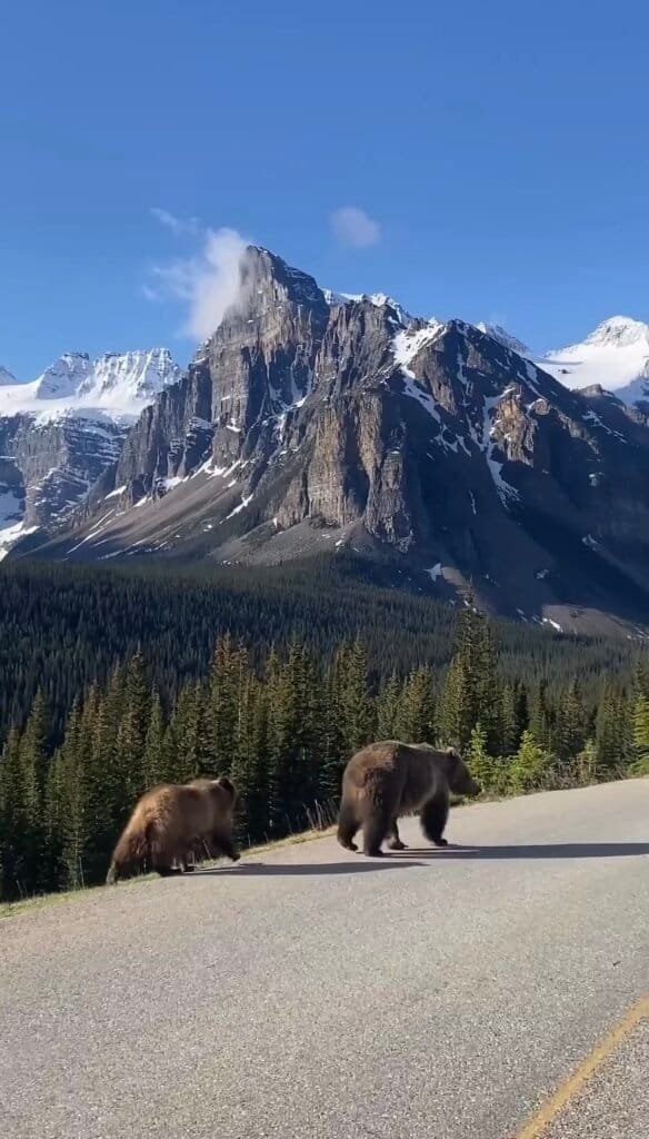 Banff National Park itinerary - Banff Wildlife